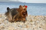 YORKSHIRE TERRIER 350